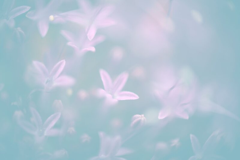 soft purple flowers in mist