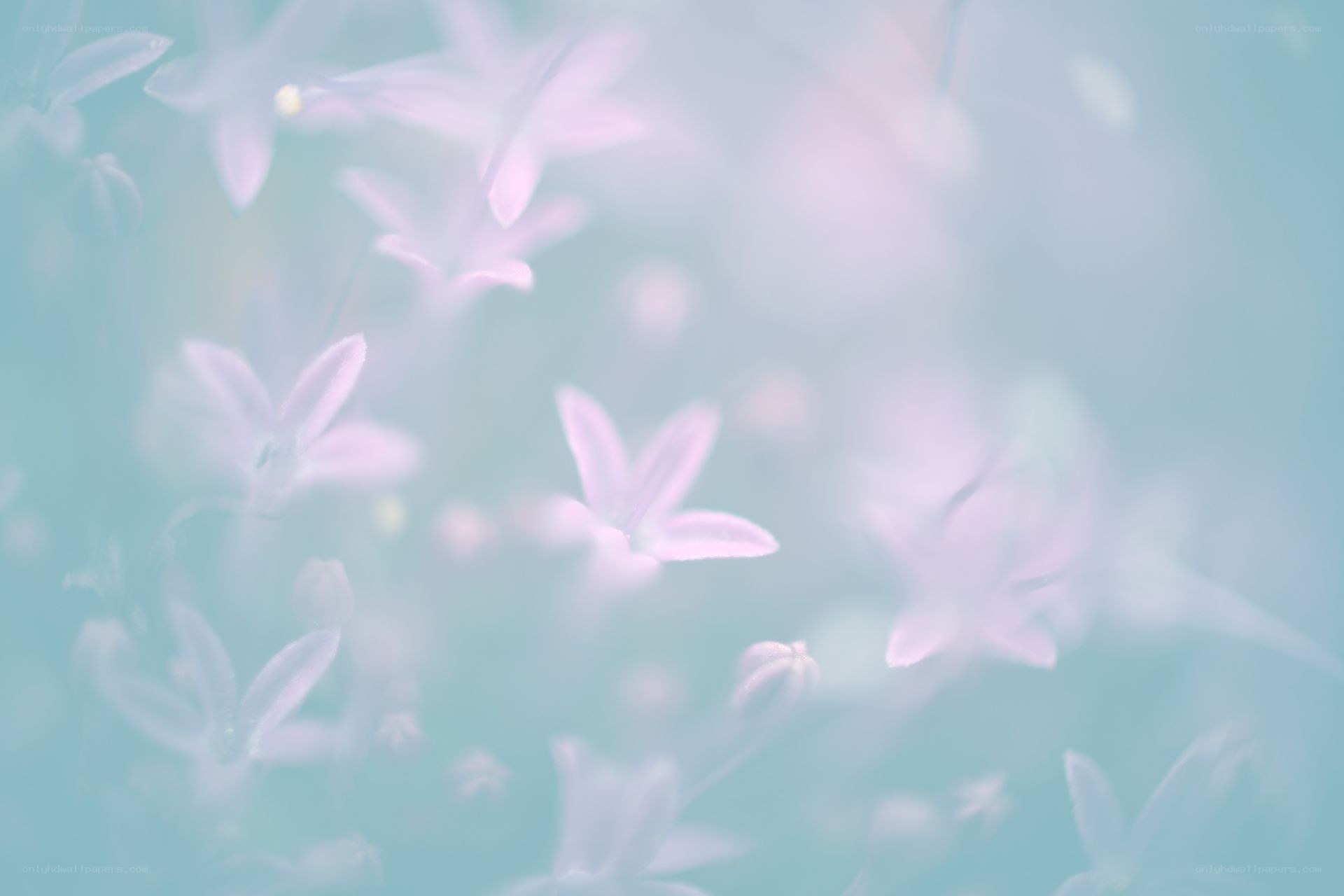 soft purple flowers in mist