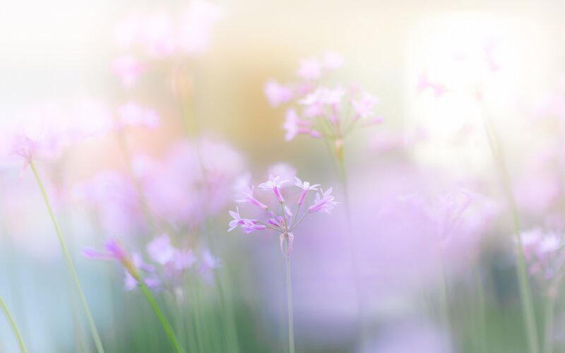 soft purple flowers in sunlight
