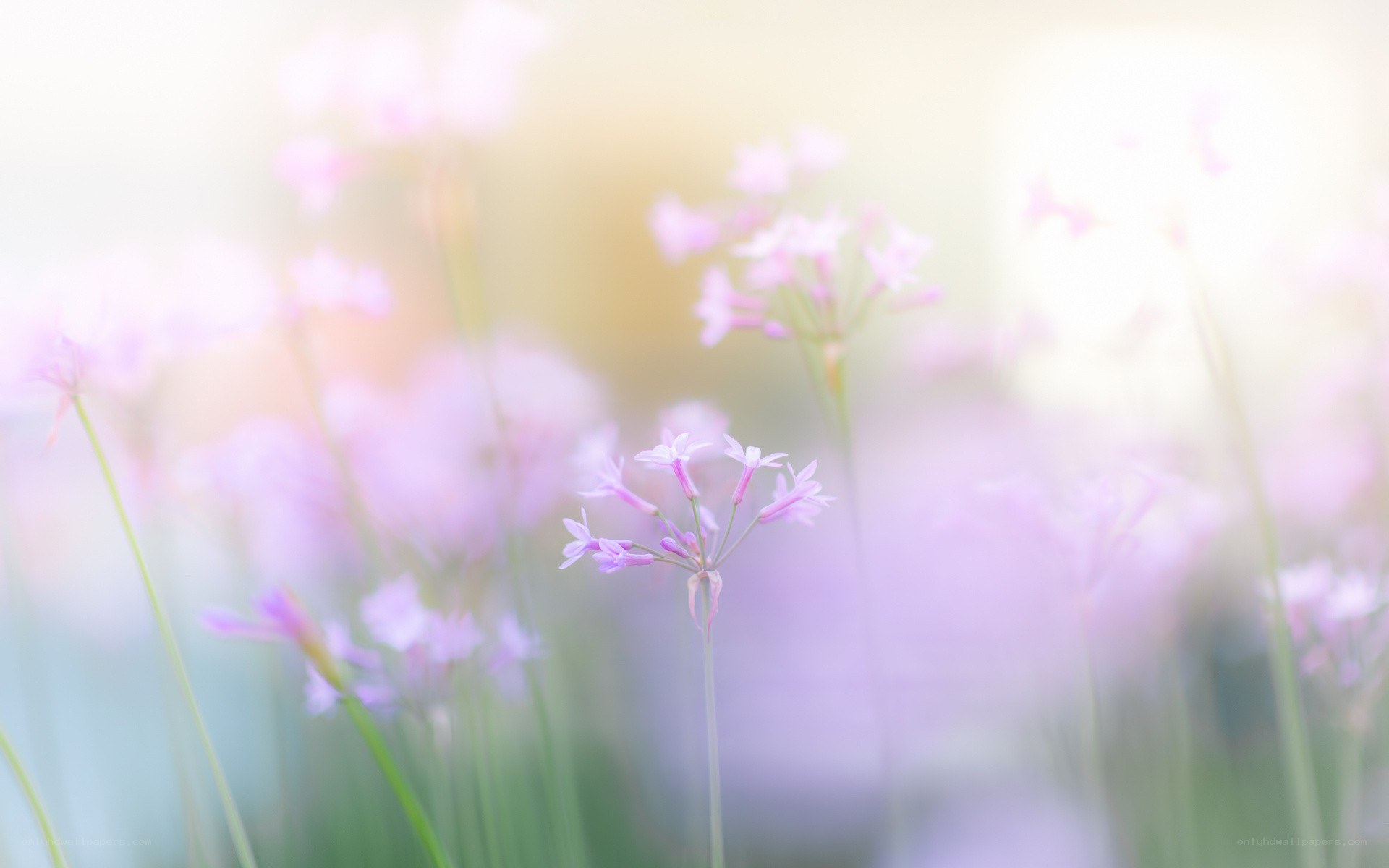 soft purple flowers in sunlight