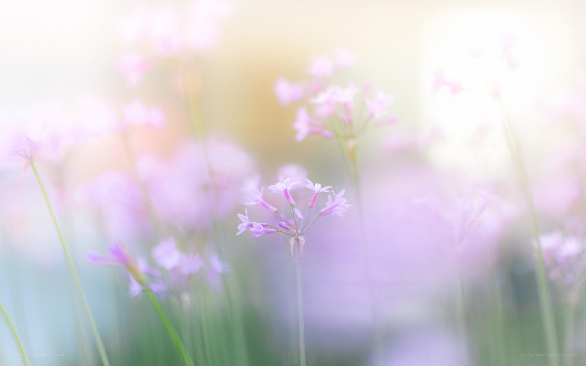 Soft purple flowers in sunlight