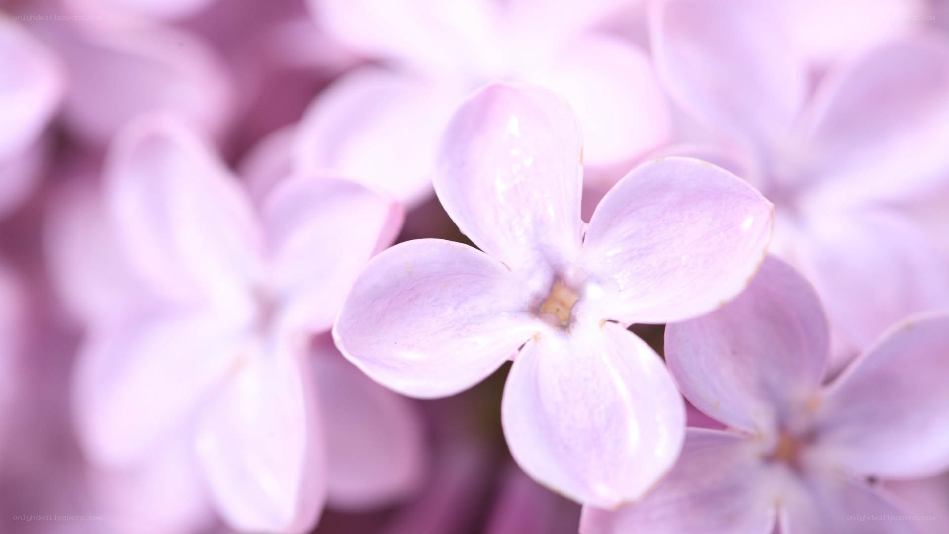 soft purple lilac flowers
