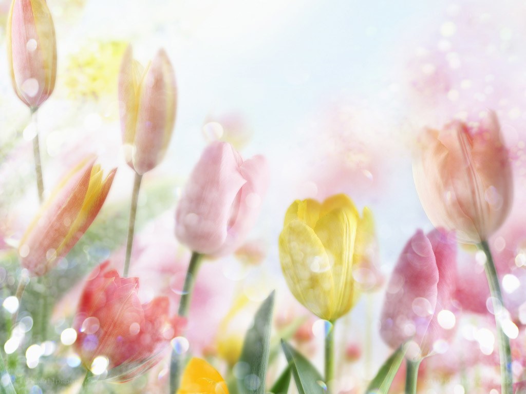 Soft tulips in spring light