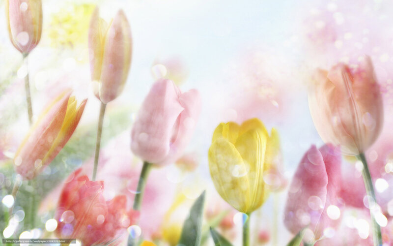 Soft tulips in spring light