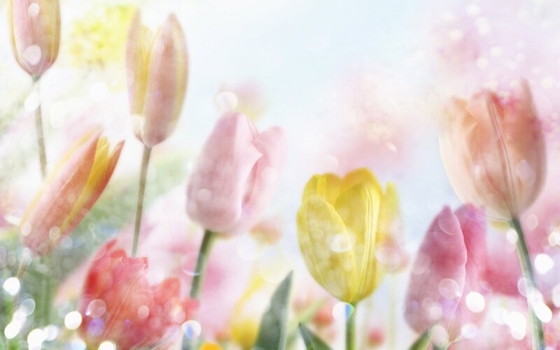 Soft tulips in sunlight