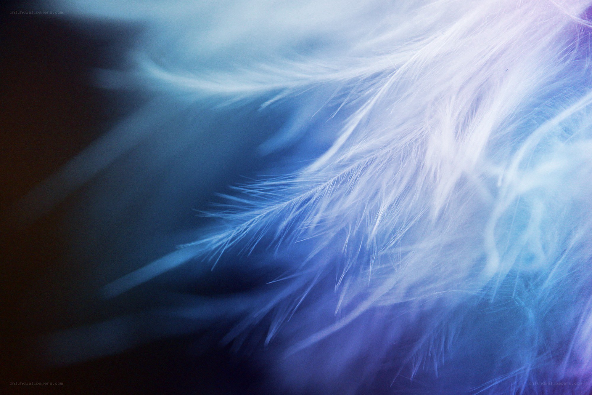 Soft white feathers in blue light