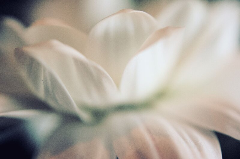 soft white flower petals