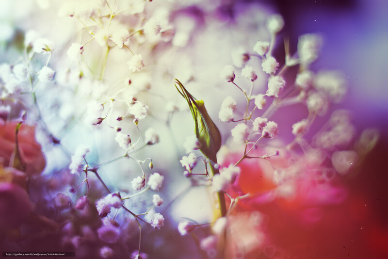 Soft white flowers in bloom