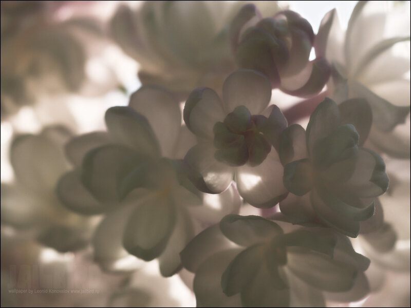 soft white flowers in sunlight