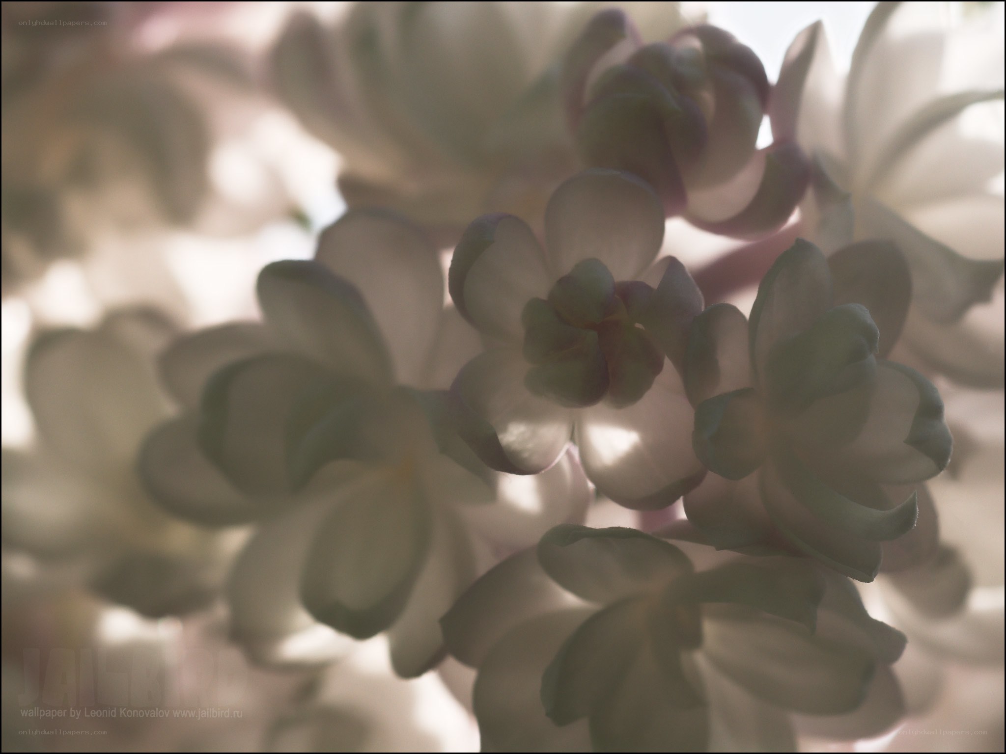 soft white flowers in sunlight