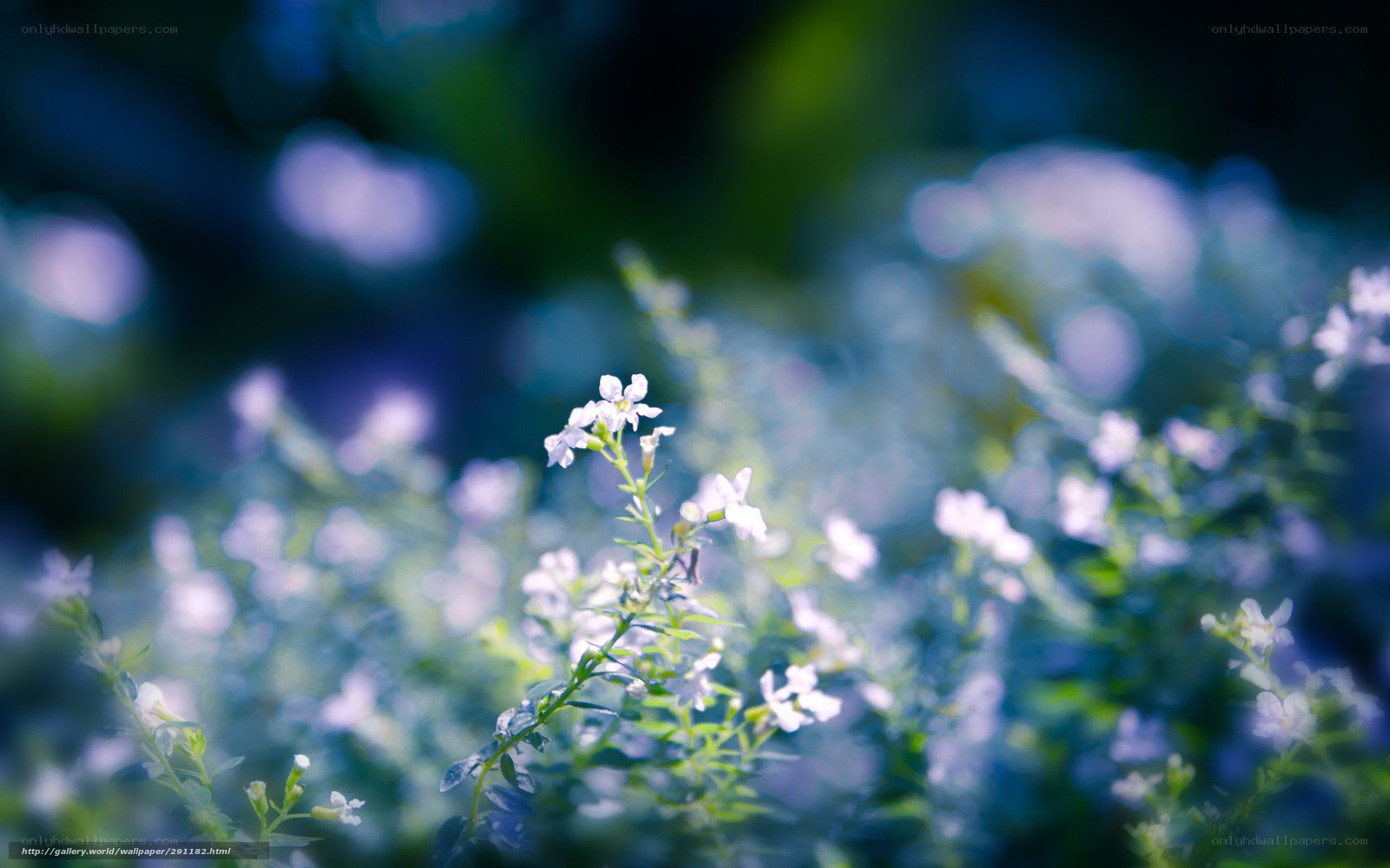 Soft white flowers in sunlight