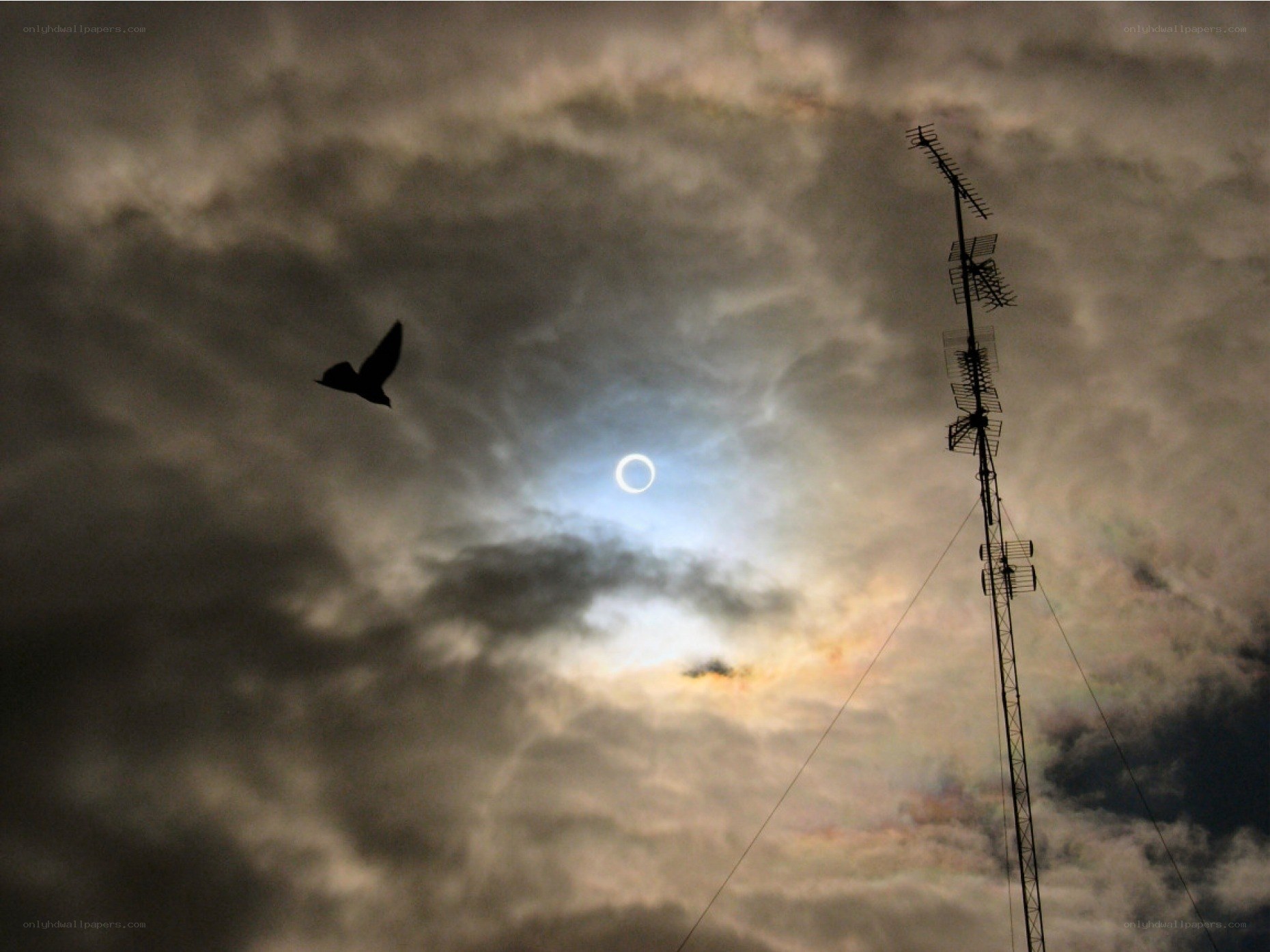 Solar eclipse with bird and antenna