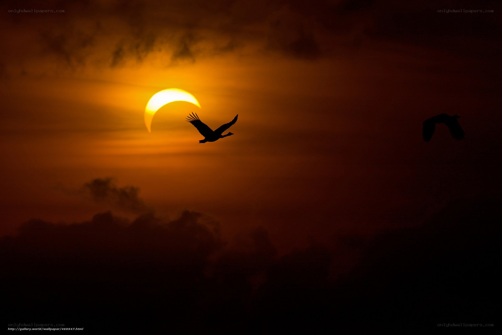 Solar eclipse with birds