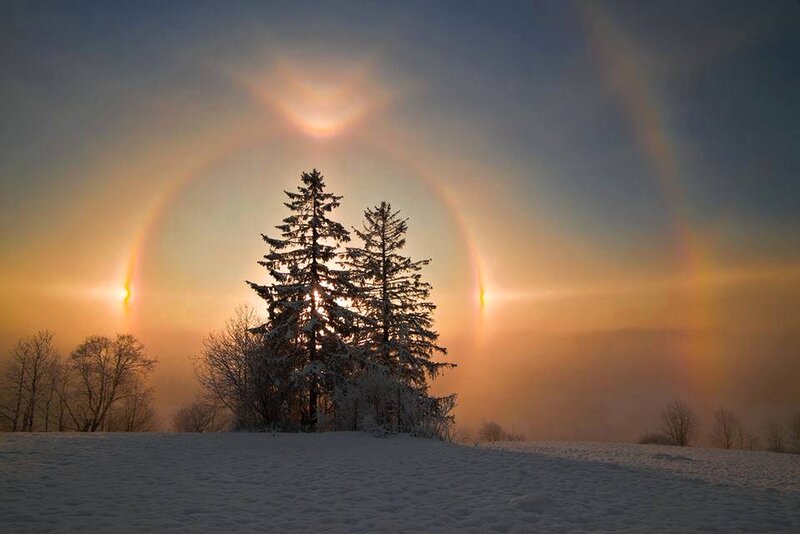 Solar Halo over Pine Trees
