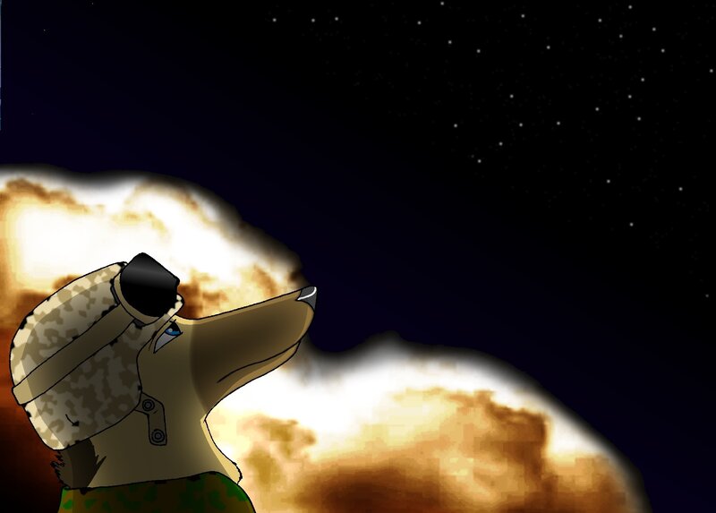 soldier dog gazes at stars