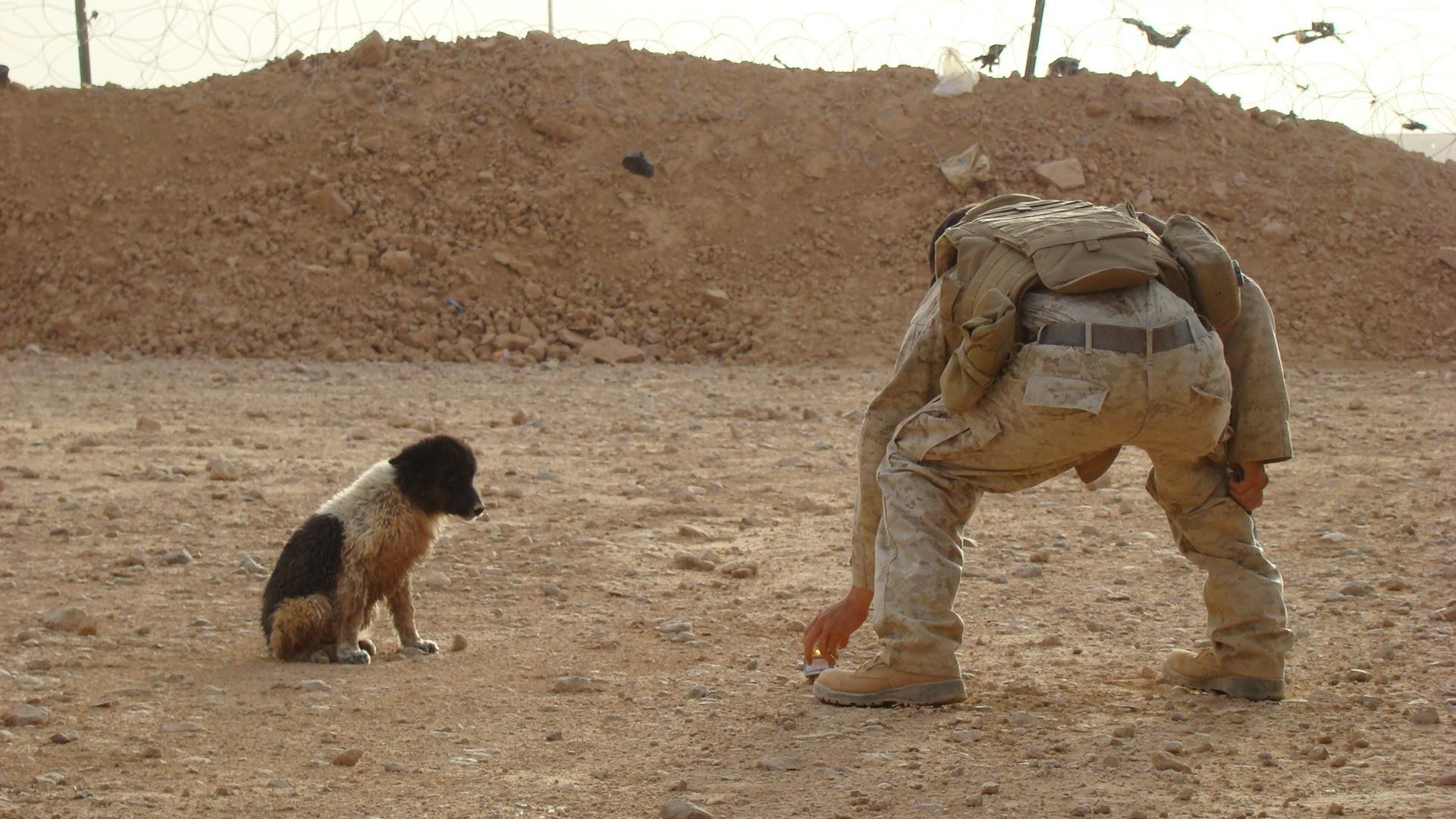 Soldier feeding a stray dog