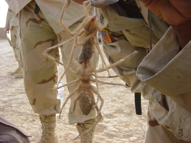 Soldier holding large camel spider