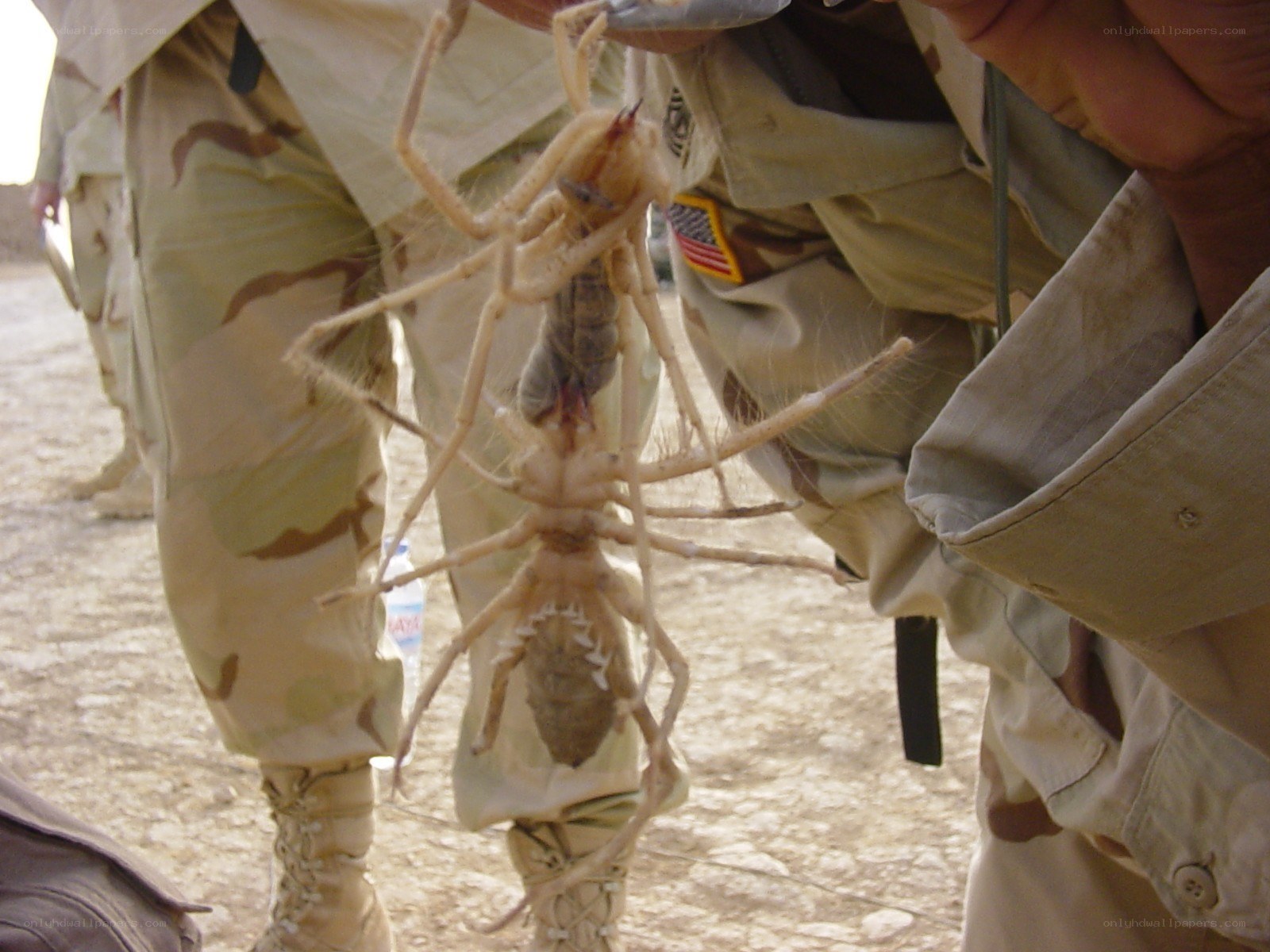 Soldier holding large camel spider