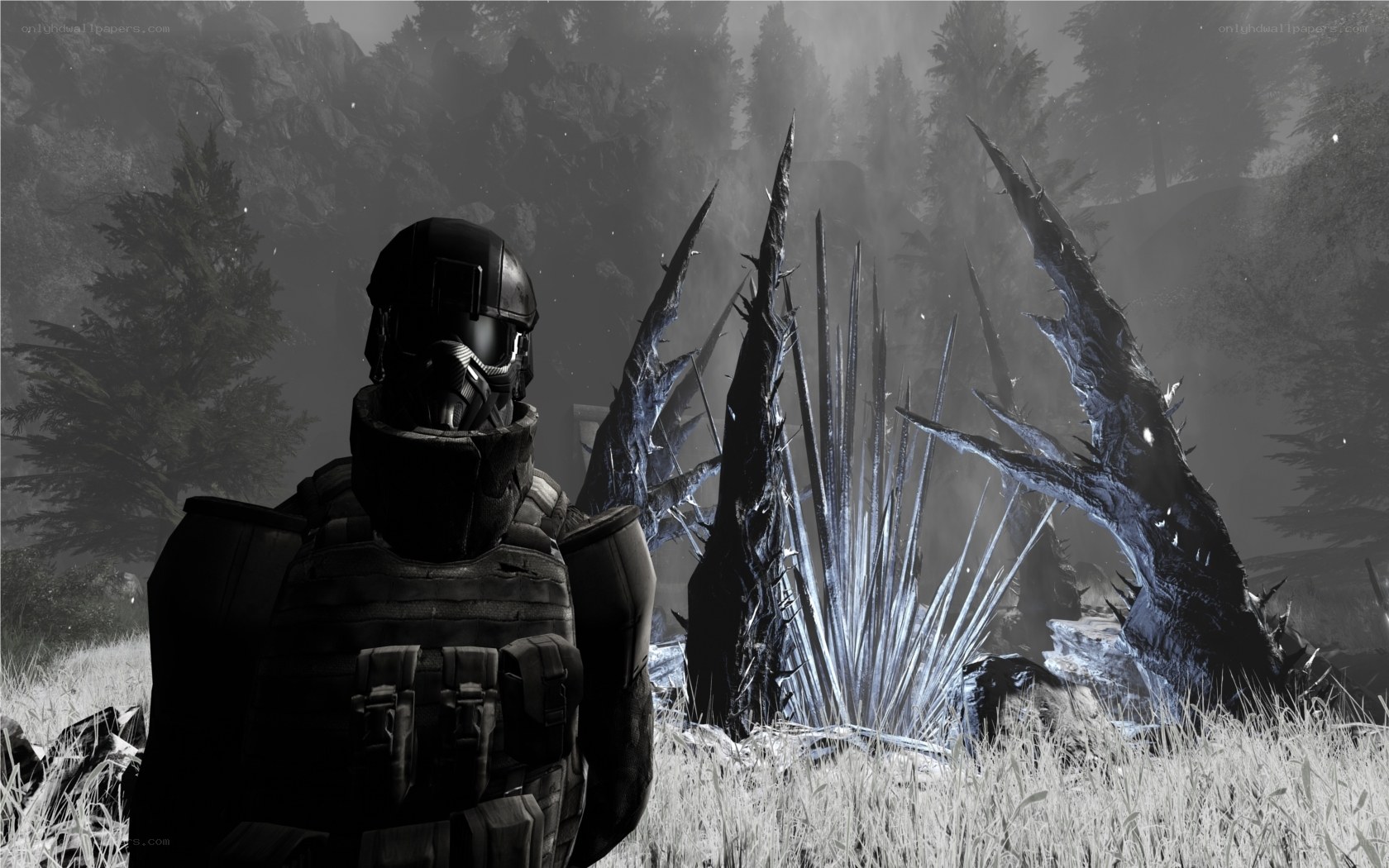 soldier in a forest