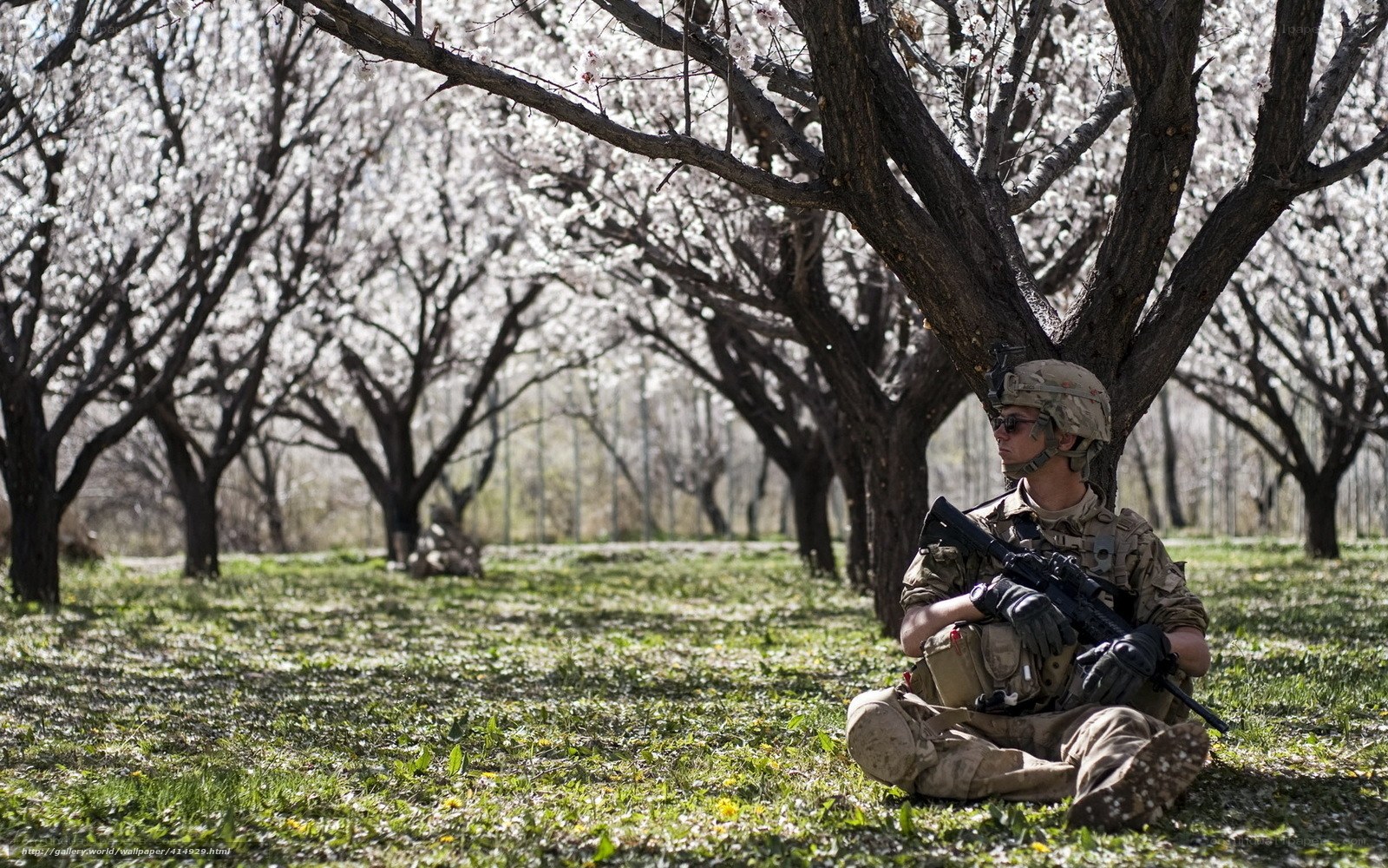 Soldier in blooming orchard