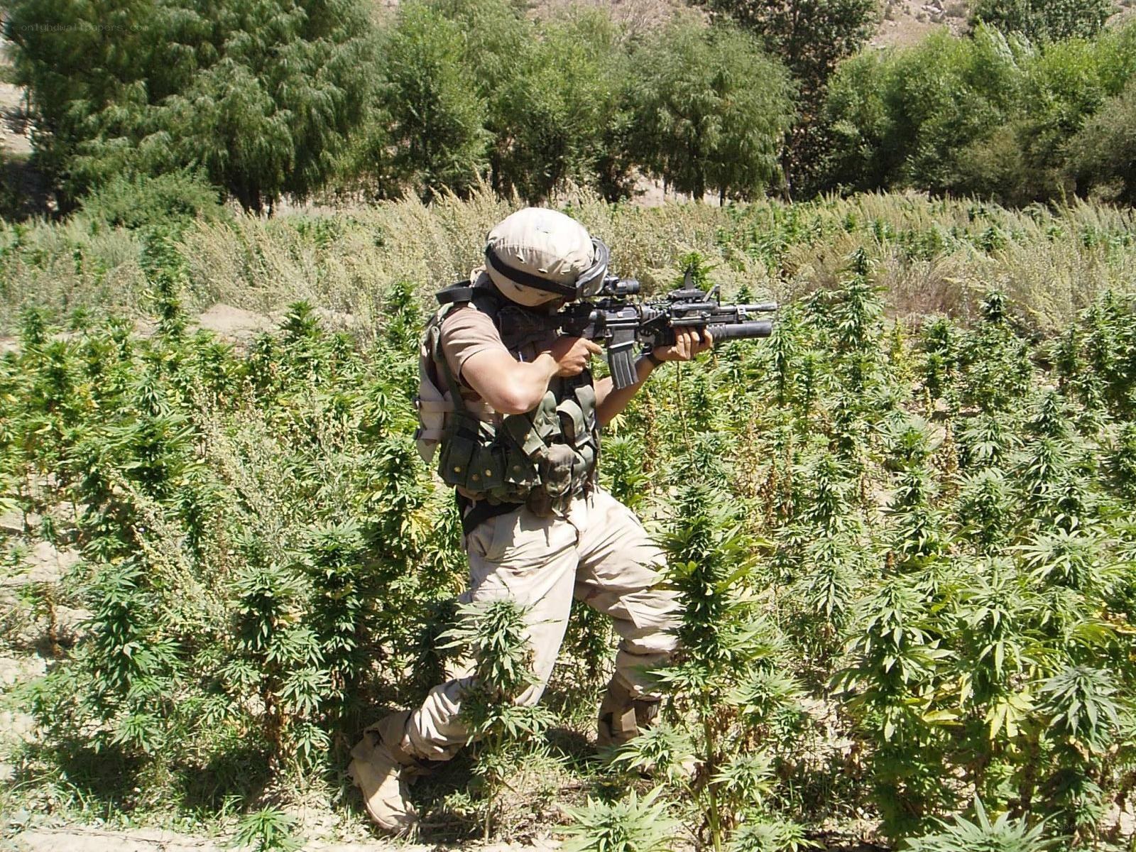 Soldier in cannabis field