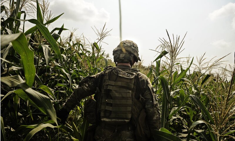 Soldier in cornfield