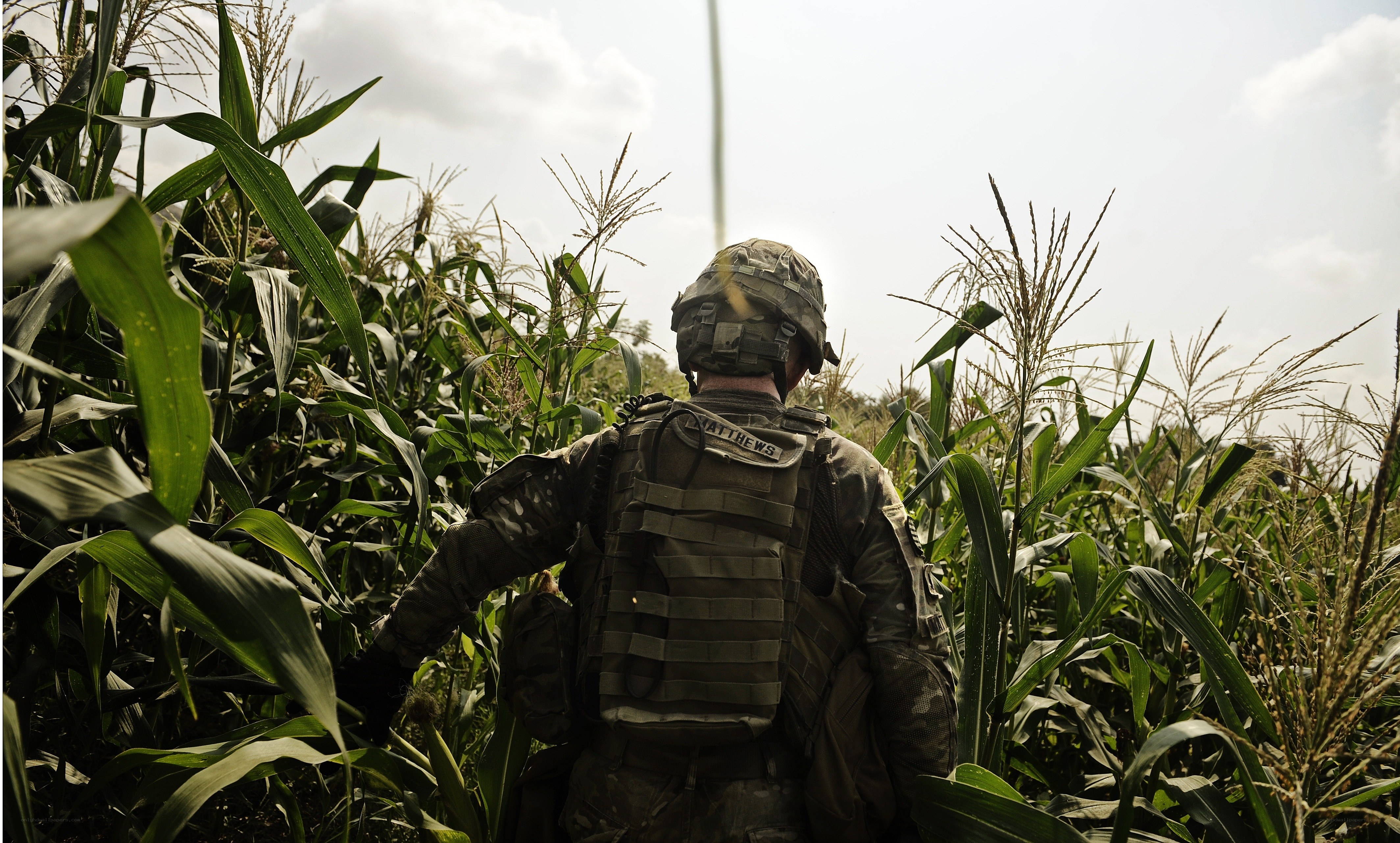 Soldier in cornfield