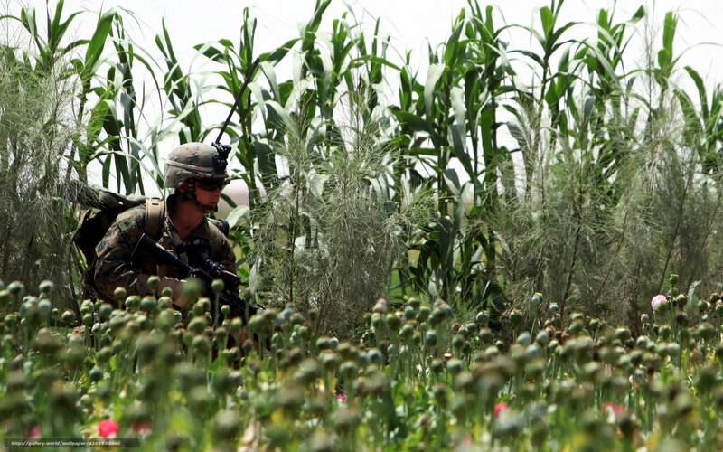 Soldier in cornfield