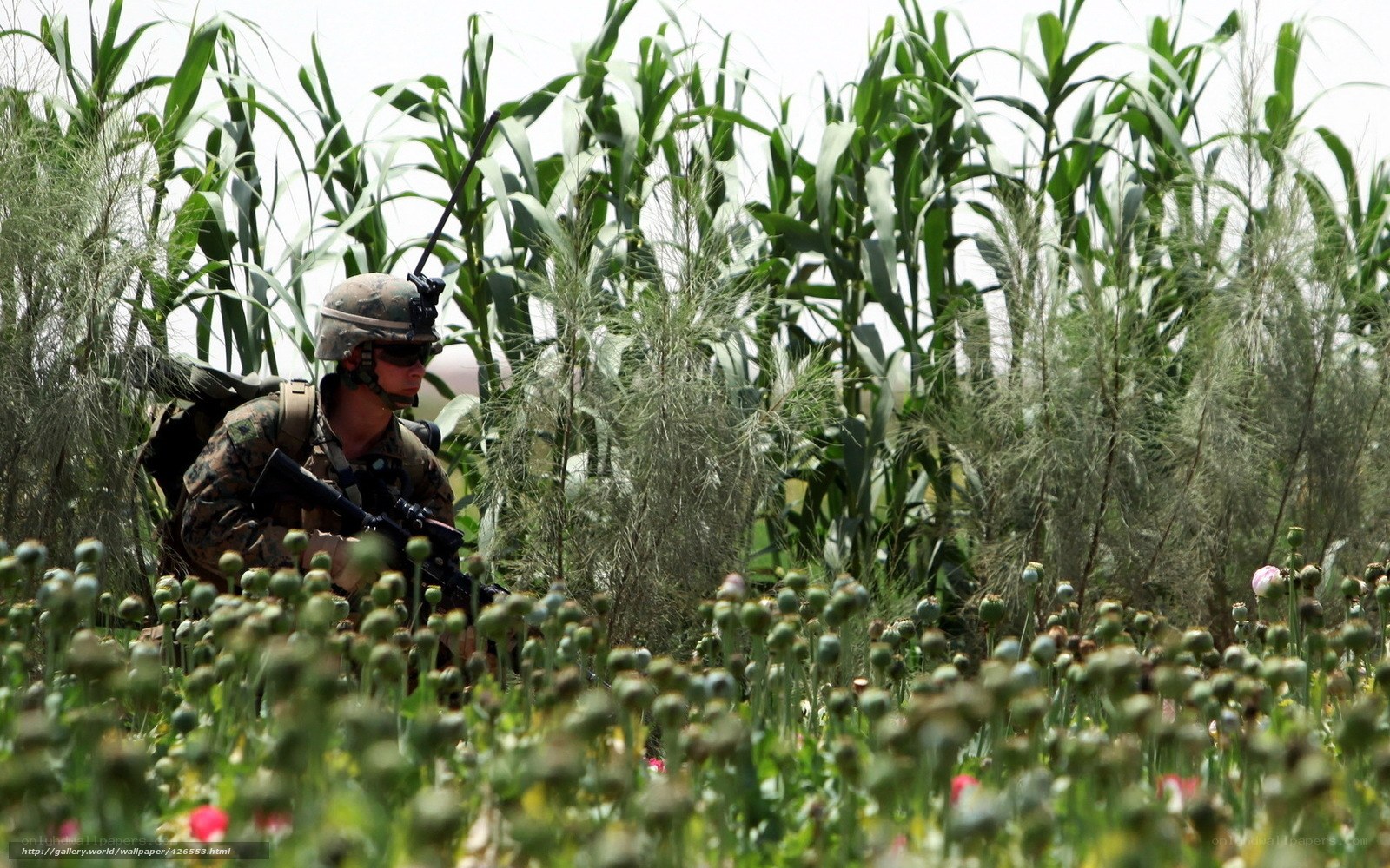 Soldier in cornfield