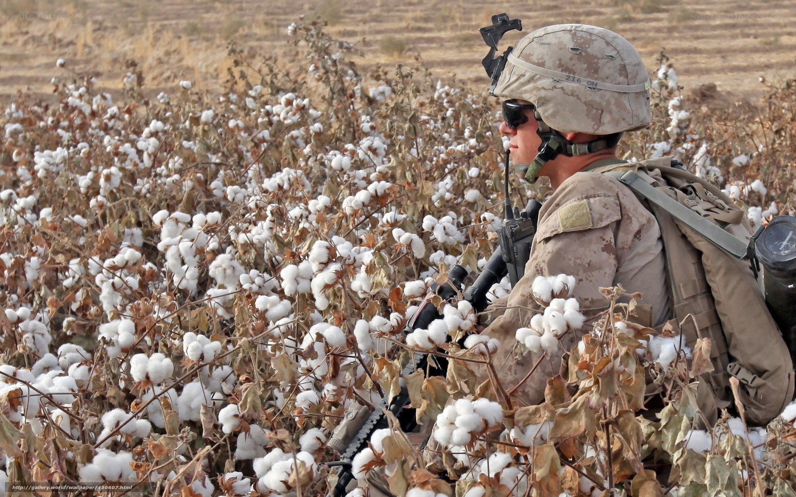 Soldier in cotton field