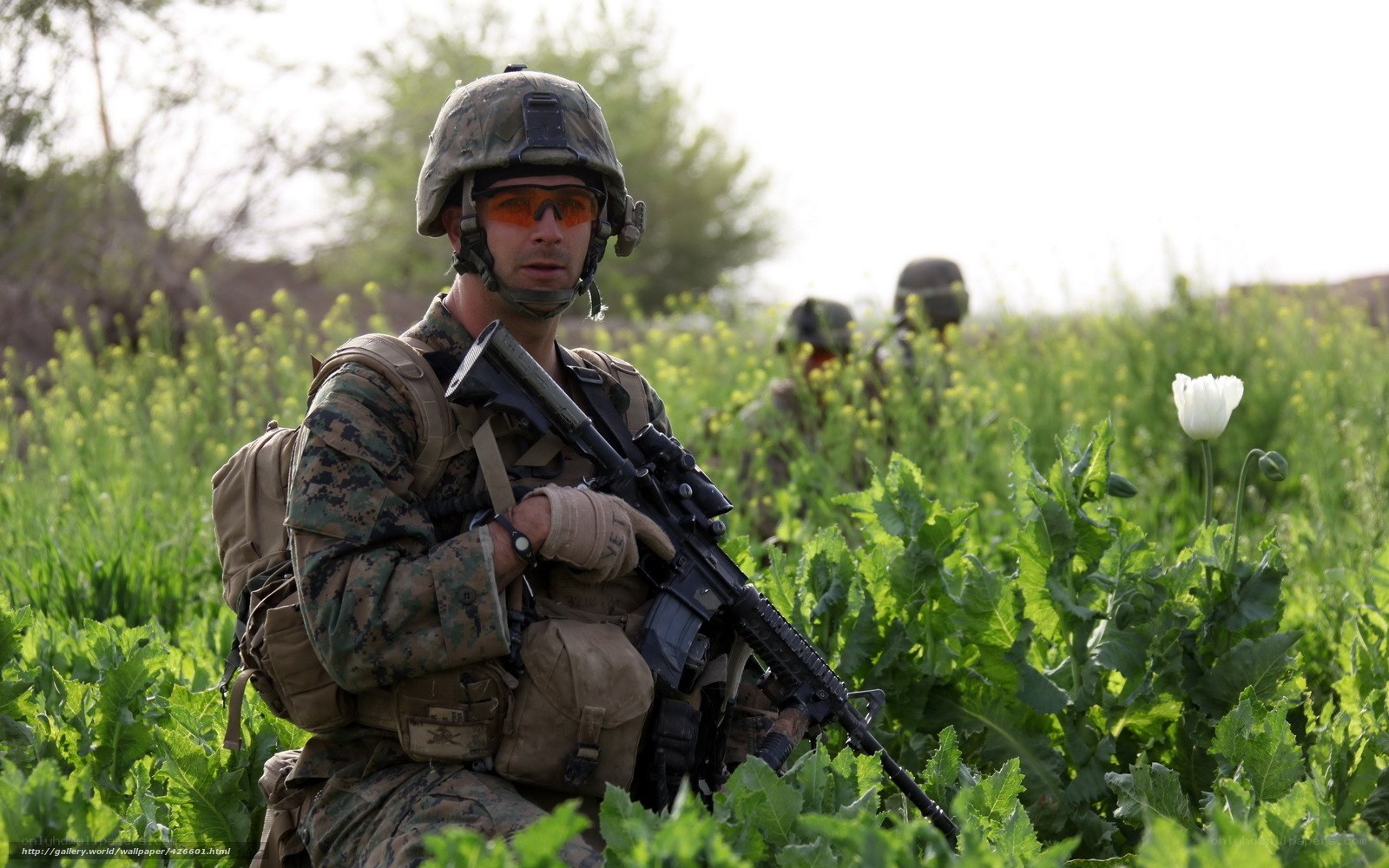 Soldier in poppy field