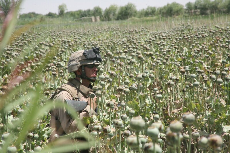 Soldier in Poppy Field — Green