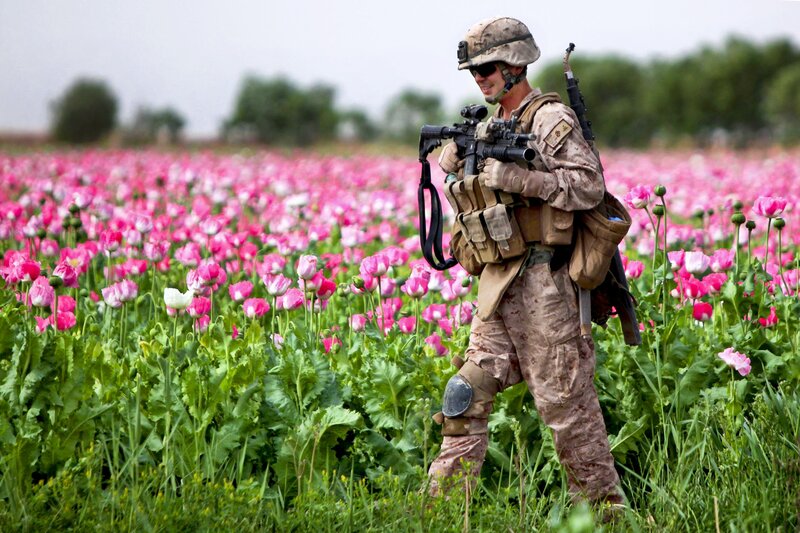 Soldier in Poppy Field — Pink