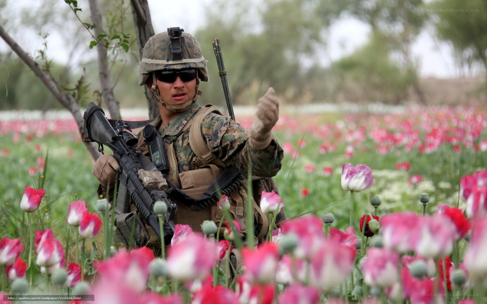 Soldier in poppy field