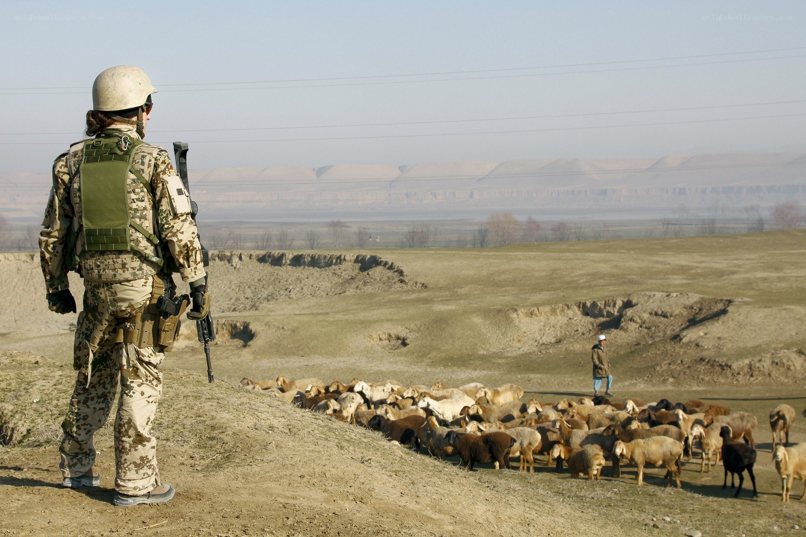 Soldier observing sheep herd