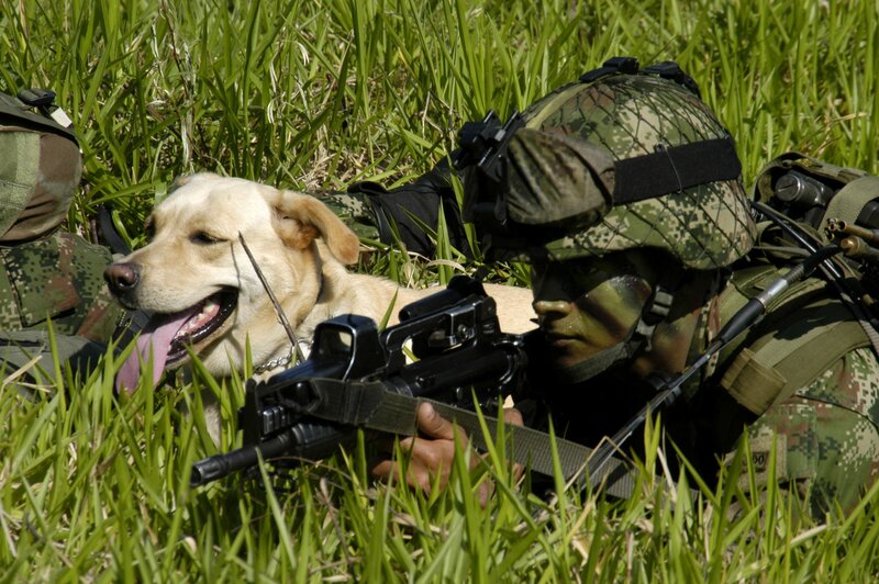 Soldier with Dog in Grass — Green