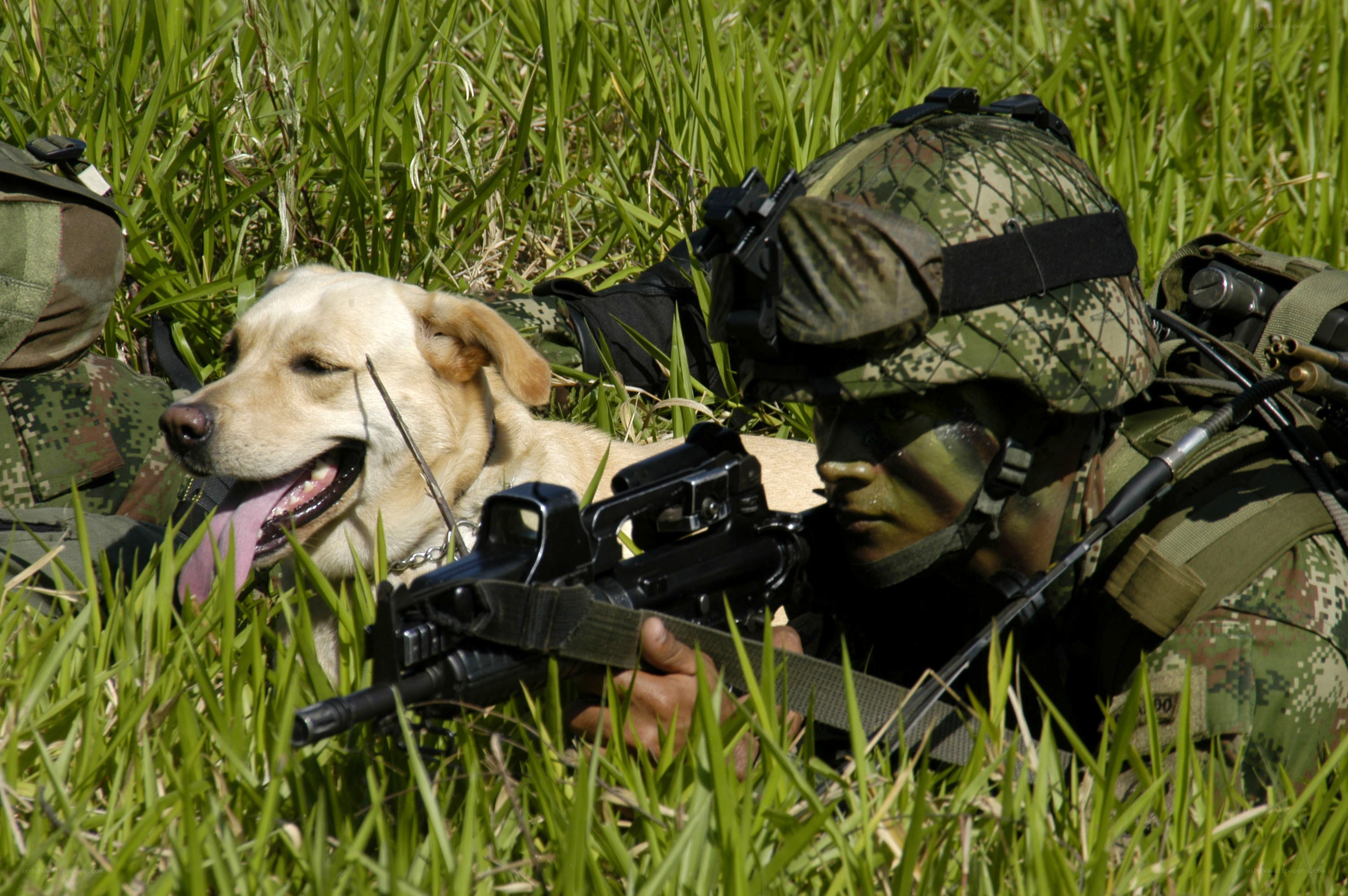 Soldier with dog in grass