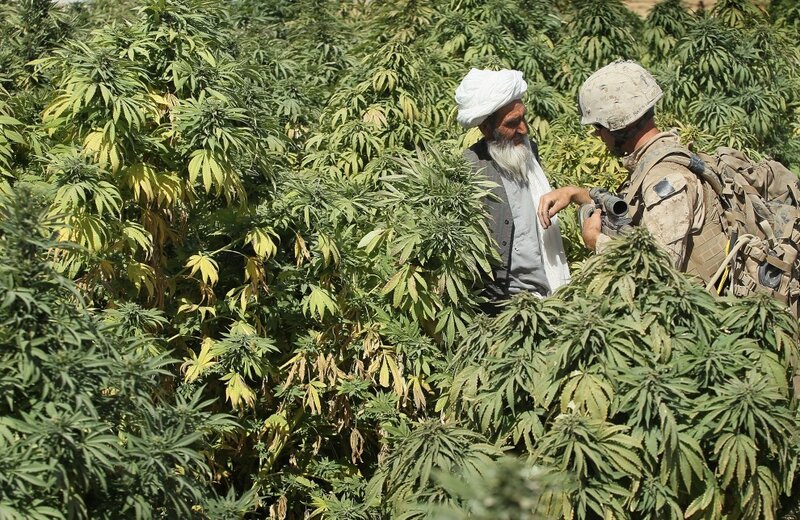 Soldier with farmer in cannabis field