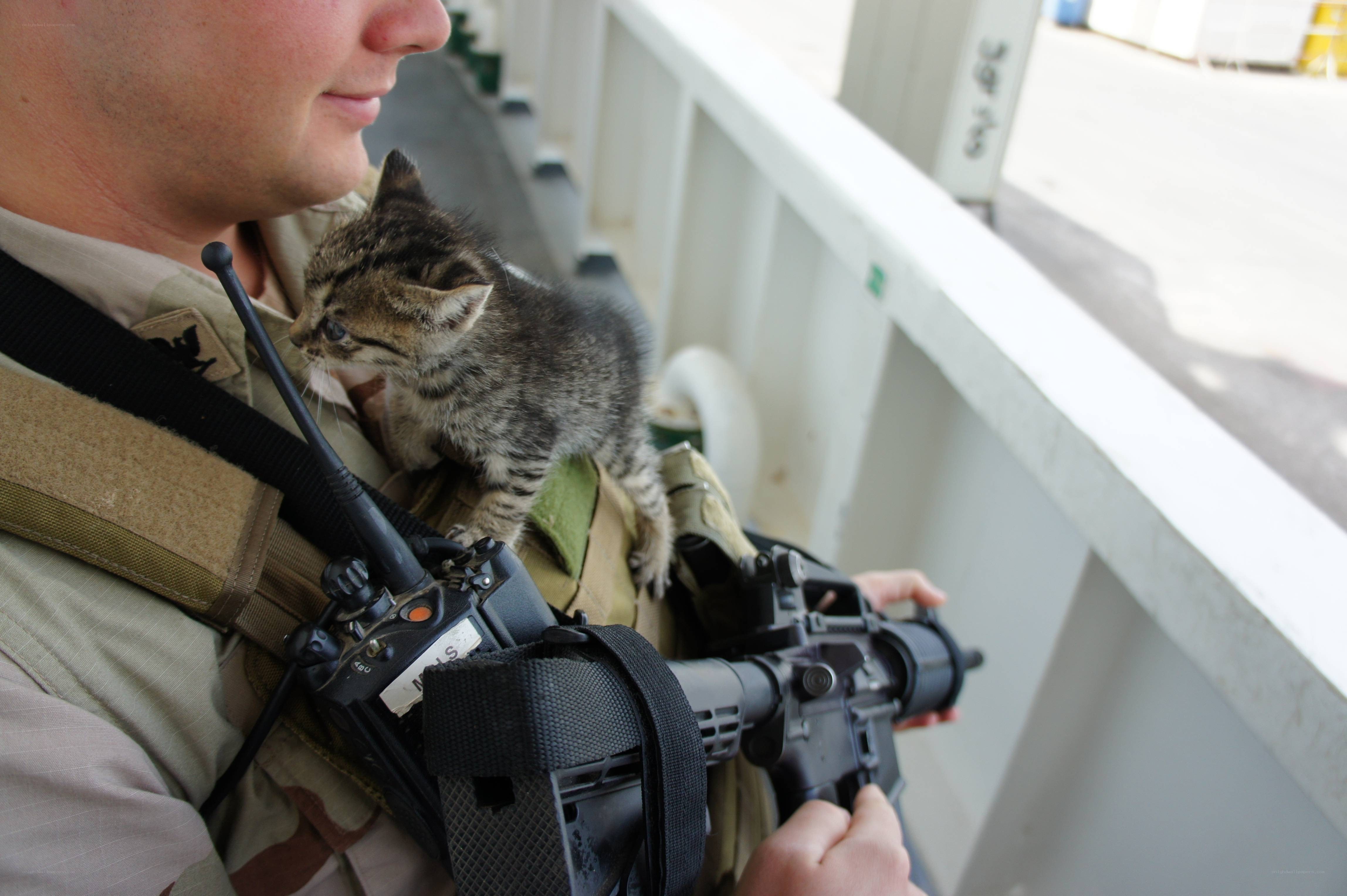 Soldier with kitten on shoulder