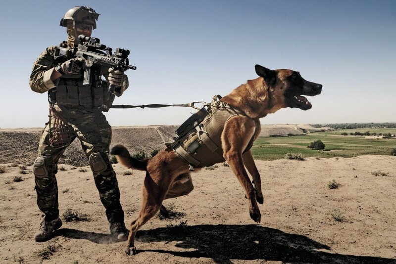 soldier with military dog