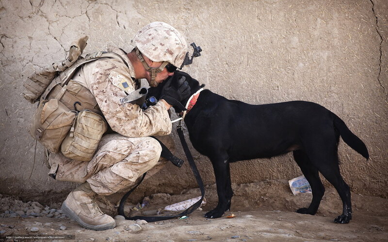 Soldier with military dog