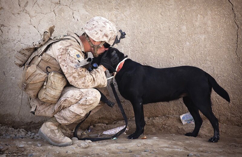 Soldier with military dog
