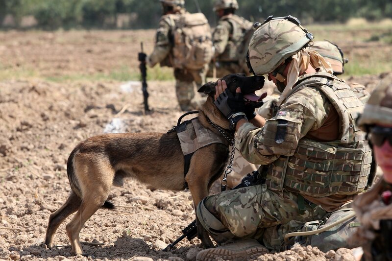 Soldier with military dog