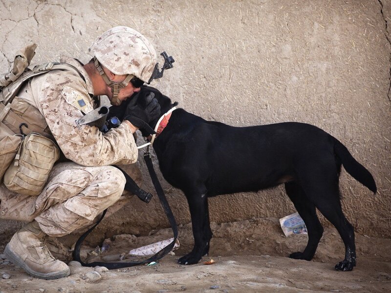 Soldier with military dog