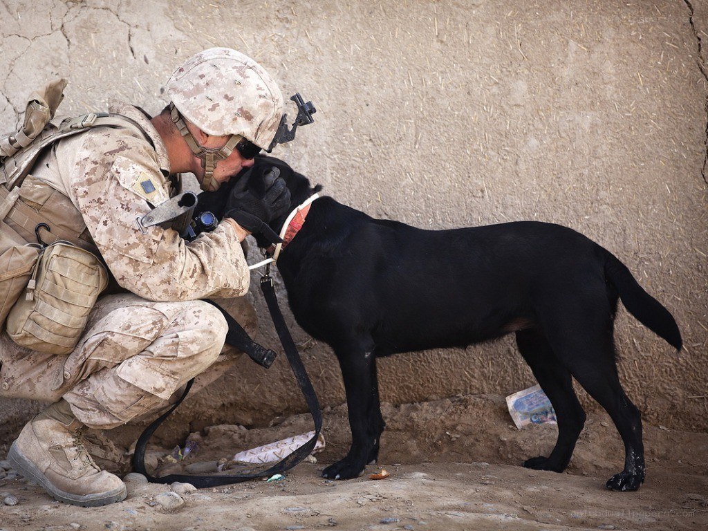 Soldier with military dog