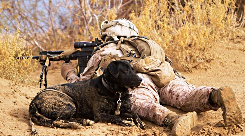Soldier with Military Dog — Brown, Tense