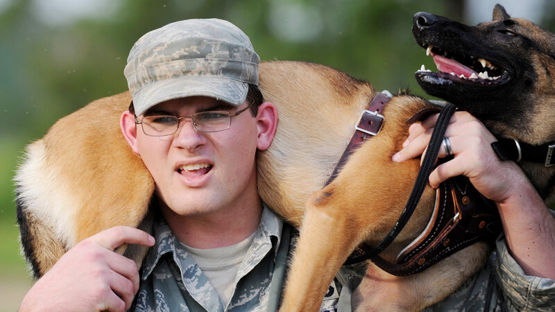 Soldier with Military Dog — Brown
