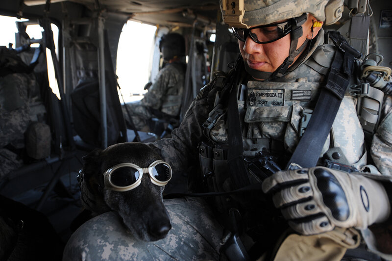 Soldier with Military Dog — Gray