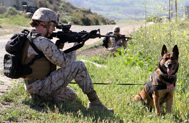 Soldier with Military Dog — Green, Alert, Afternoon