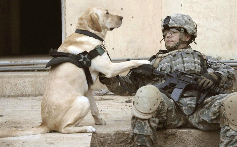 Soldier with Military Dog — Tan, Tense